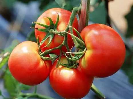 西红柿减肥食谱一周见效，瘦身不用饿肚子