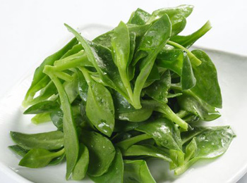 穿心莲