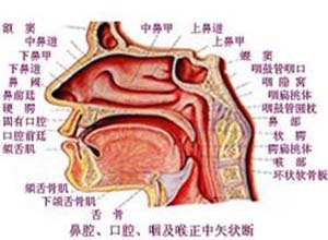 鼻和喉部灼热感