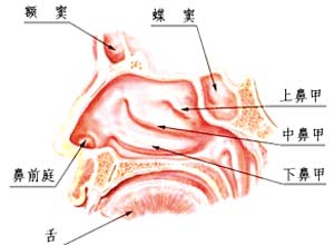 鼻前庭部发痒