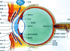 玻璃体内可见球形囊体