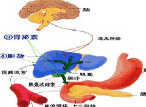 胆汁排泄受阻