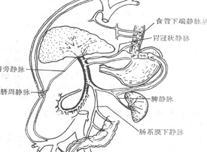 氮质血症