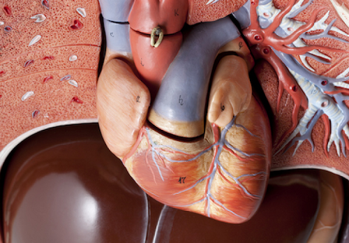 取代医生？FDA批准人工智能分析心脏图像
