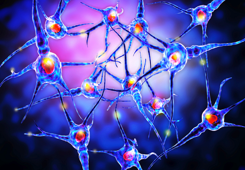 成人脑组织首次育出活性神经细胞：加速细胞替代疗法进程