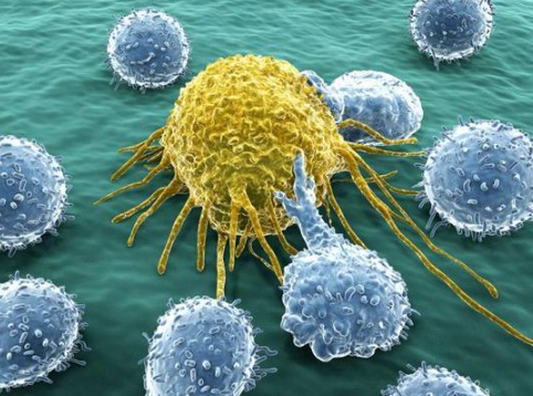 新技术可追踪体内抗癌免疫细胞
