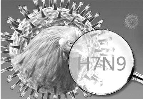 H7N9高发 走在路上被鸟粪砸中会不会生病?