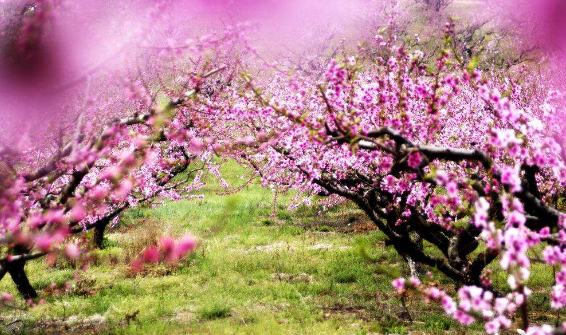 阳春三月桃花朵朵开脸上就是桃花癣