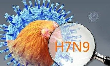 香港大学揭示流感从禽类到人类传播途径