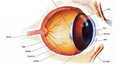 角膜病是眼科致盲性常见病，全球角膜病人4000万左右，角膜病盲人1000万左右。