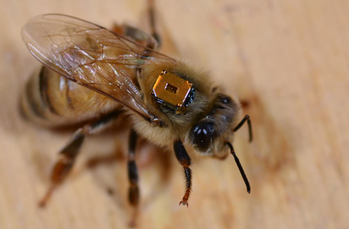 实地检测显示持续性接触新烟碱类物质会对蜂类产生负面影响