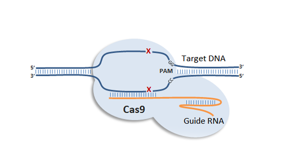 “CRISPR导致基因突变”再遭驳斥