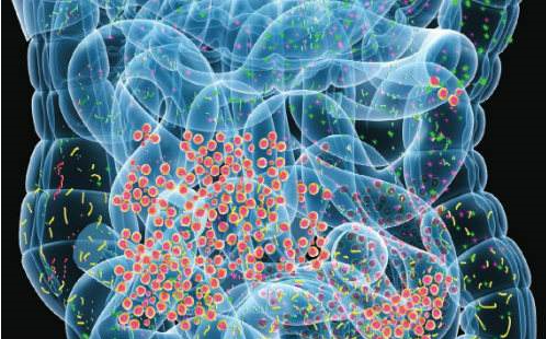 新研究揭示肠道微生物抗流感机制