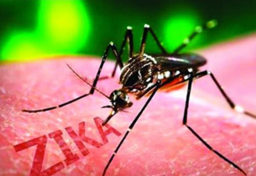 研究发现库蚊也能传播寨卡病毒_拓诊卫生资讯