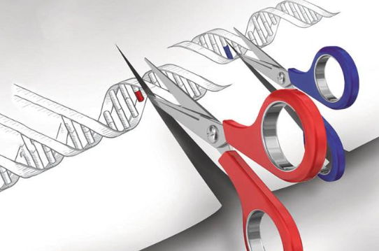 基因編輯歐洲專利戰再添“勁敵”