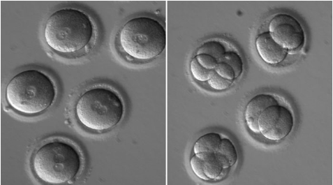 科学家质疑美国首批基因编辑人类胚胎