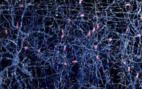 复杂神经元网络或可为复杂系统建模带来曙光