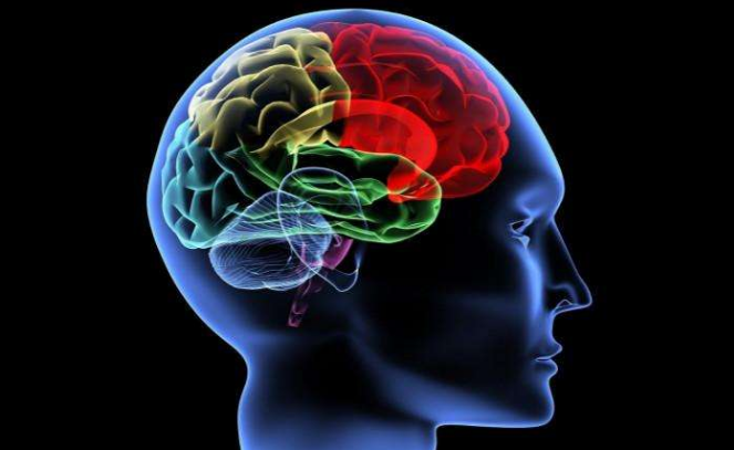 新研究称人脑通过脑内淋巴管“排污”