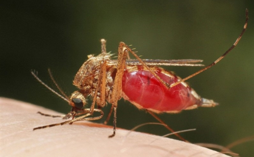 疟原虫让蚊子更有可能吸人血