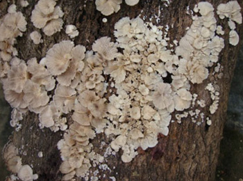 白参菌金针菇宜吃理由:1,宜多吃富含膳食纤维的食物.