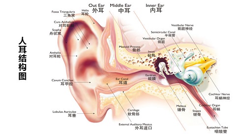 首先要了解耳朵的结构要想知道怎样保护好耳朵的听力?